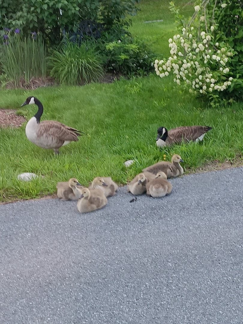 Pond wildlife